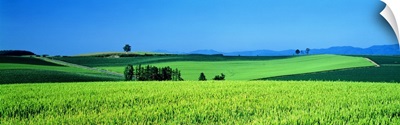 Green Field Japan