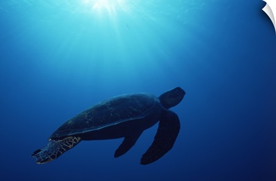 Green sea turtle (Chelonia mydas) silhouetted underwater, Banda Sea, Island of Borneo, Malaysia