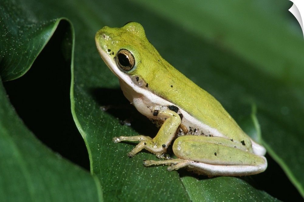 Green Tree Frog On Leaf