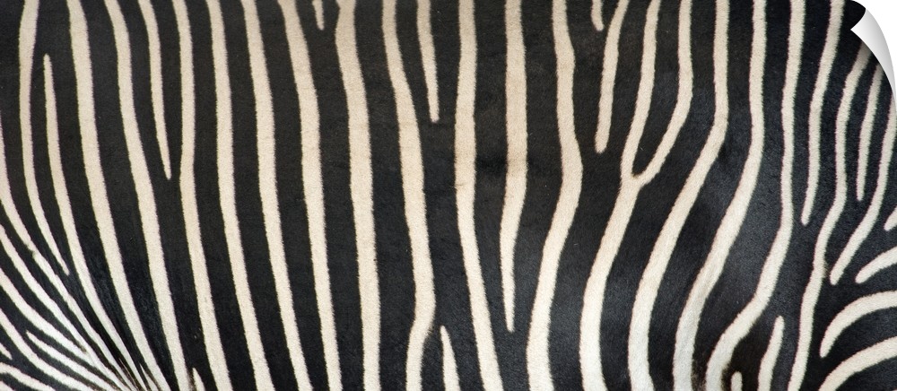 Upclose photograph of the stripes on a zebra.