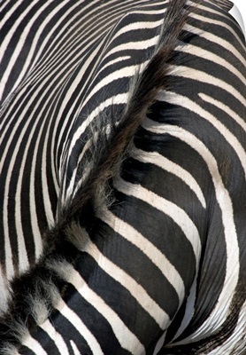 Grevey's Zebra Stripes and Mane