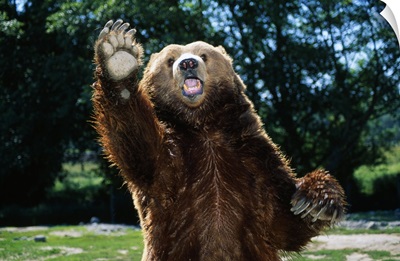Grizzly Bear On Hind Legs