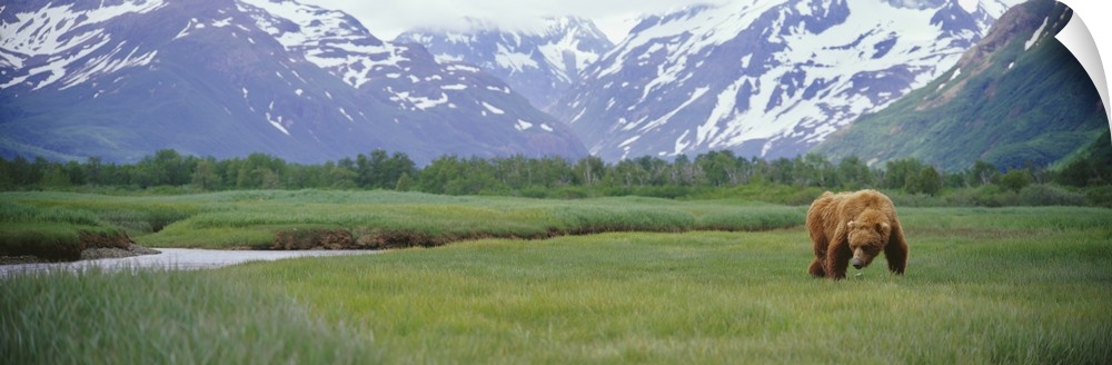 An Alaskan Brown Bear foraging in a grassy meadow in Kukak Bay, Alaska.
