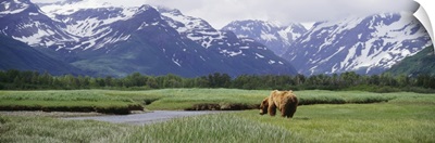 Grizzly bear (Ursus arctos horribilis) grazing in a field, Kukak Bay, Katmai National Park, Alaska
