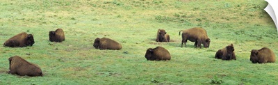 Group of American Bisons grazing in a field, San Francisco, California