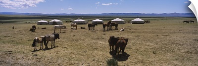 Group of horses and yurts in a field, Independent Mongolia