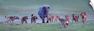 Group of hyenas hunting an African buffalo (Syncerus caffer), Ngorongoro Crater, Arusha Region, Tanzania