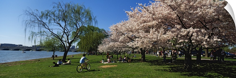 Group of people in a garden, Cherry Blossom, Washington DC