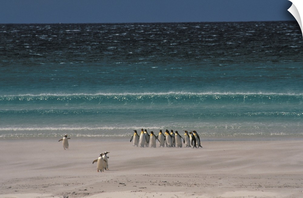 Group of Royal Penguins Falkland Island