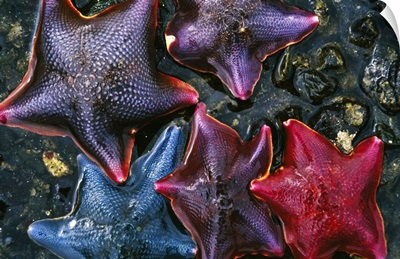 Group Of Starfish