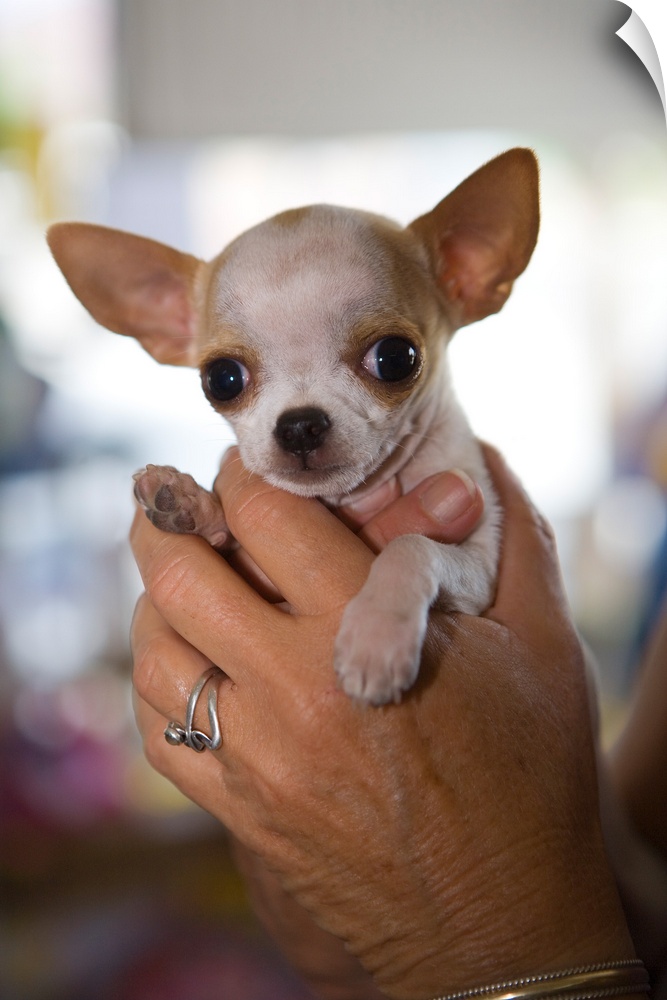 Hands Holding Chihuahua Puppy