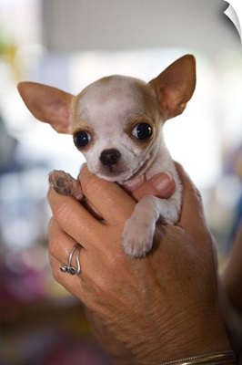 Hands Holding Chihuahua Puppy