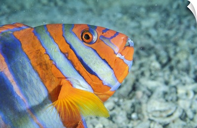 Harlequin Fish Australia