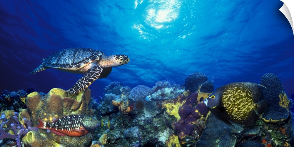 Photograph of sea turtle swimming under the water with colorful reef and fish below.