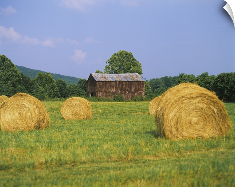This is a landscape photograph of a field and an old barn on the edge of the forest.