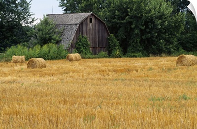 Hay bales in field, weathered barn, Michigan
