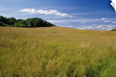 Hay field on rolling hill, New York