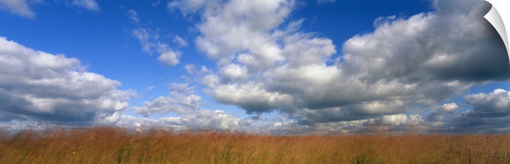 Giant, horizontal photograph of a vast, golden field beneath a blue sky with billowing white clouds, in Hayden Prairie, Iowa.