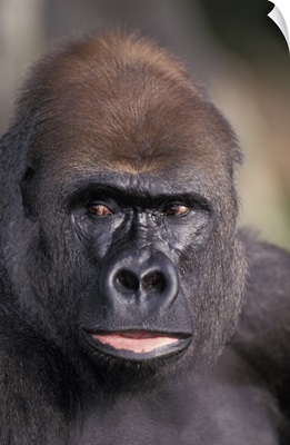 Head Shot of a Gorilla