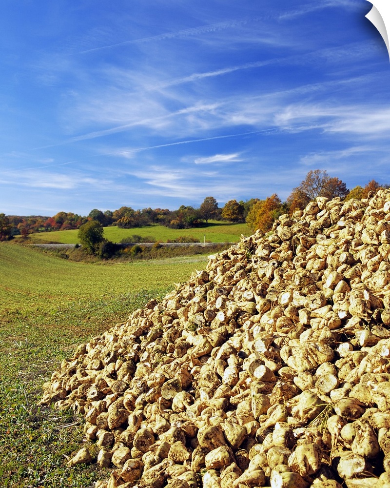 Heap of sugar beets in a field, Germany