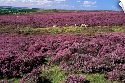 Heather in Yorkshire England