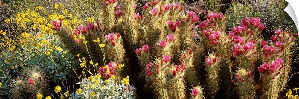 Hedgehog Cactus Brittlebush Organ Pipe Cactus National Park AZ
