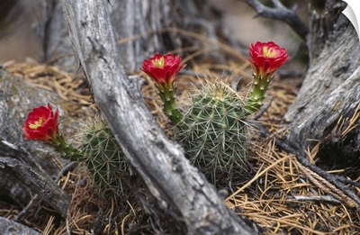 Hedgehog cactus in bloom.