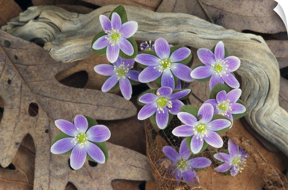 Photograph of flowers blooming through dead leaves and tree roots.