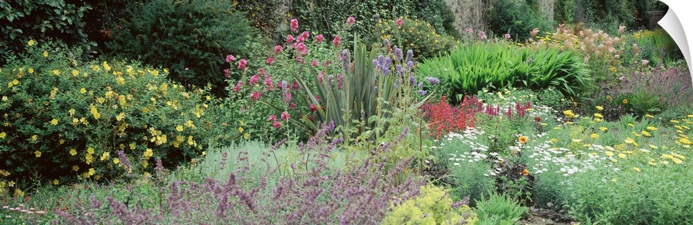 Herbaceous plants, Bodnant Gardens, Clwyd, Wales