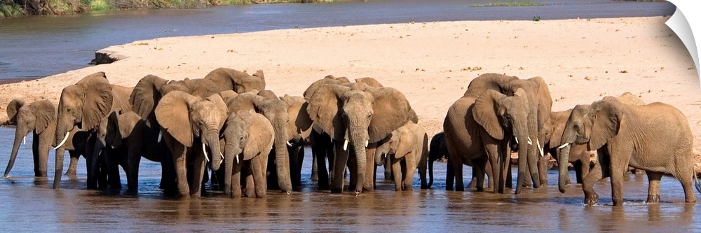A large panoramic photograph of a herd of elephants standing in shallow water with a patch of land directly behind them.