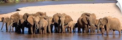 Herd of African elephants at a river
