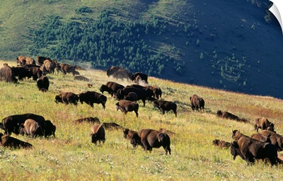 Herd Of Bison (Bison Bison) In Mountain Meadow