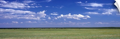 Herd of Bison on prairie Cheyenne WY