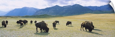 Herd of bisons grazing in a field, Waterton Lakes National Park, Alberta, Canada
