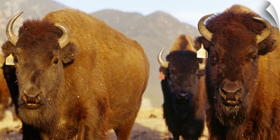 Herd of Buffalo Taos NM