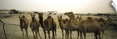 Herd of camels in a farm, Abu Dhabi, United Arab Emirates