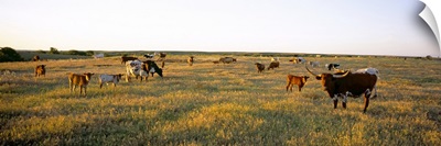 Herd of cattle grazing in a field, Texas Longhorn Cattle, Kansas