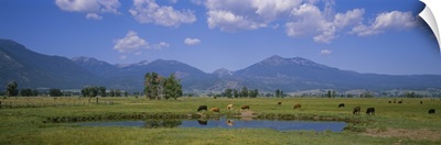 Herd of cows grazing in a field, Haines, Oregon