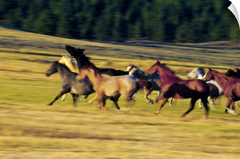 Wall docor of a pack of horses running through a field.