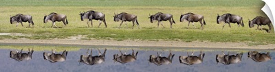 Herd of wildebeests walking in a row along a river, Ngorongoro Crater, Ngorongoro Conservation Area, Tanzania