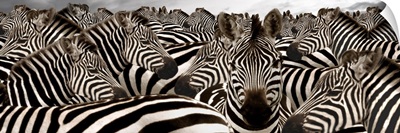 Herd of zebras