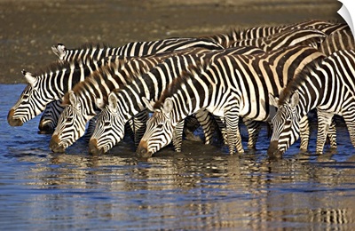 Herd of zebras drinking water, Ngorongoro Conservation Area, Arusha Region, Tanzania (Equus burchelli chapmani)