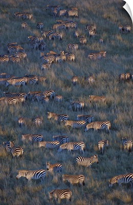 Herd of zebras grazing in a field, Masai Mara National Reserve, Kenya (Equus burchelli chapmani)