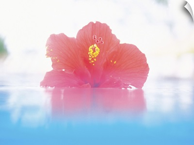 Hibiscus floating in water