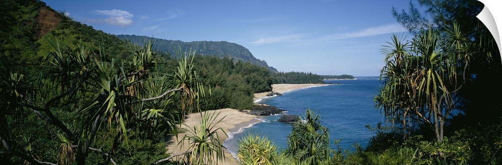 Panoramic photograph taken through trees and foliage looking out to the ocean and cliffs that line a Hawaiian coast.