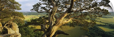 High angle view of a cedar tree, Wisconsin