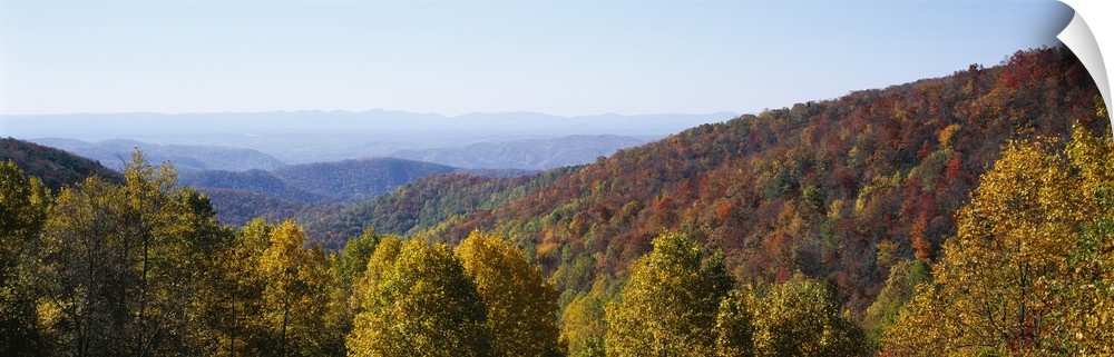 High angle view of a forest, Blue Ridge Parkway, North Carolina