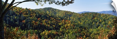 High angle view of a forest, Cataloochee, Great Smoky Mountains National Park, North Carolina,