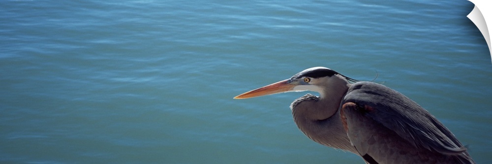 High angle view of a Great blue heron looking over water (Ardea herodias)