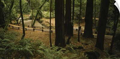 High angle view of a trial passing through the forest, Bohemian Grove, Muir Woods, California